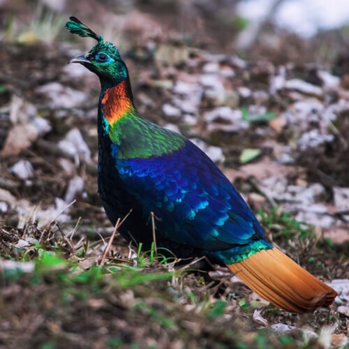 Pheasant Tours