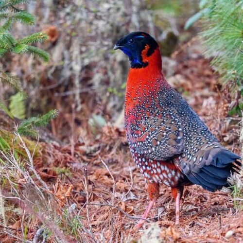 Pheasant Tours
