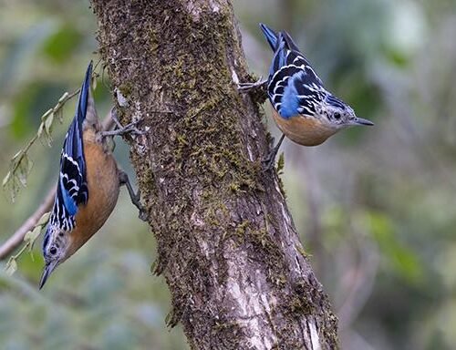 Birding in Eastern Bhutan
