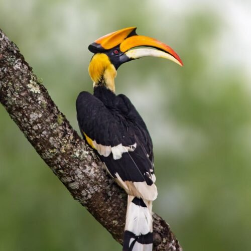 Spring Birding Expeditions