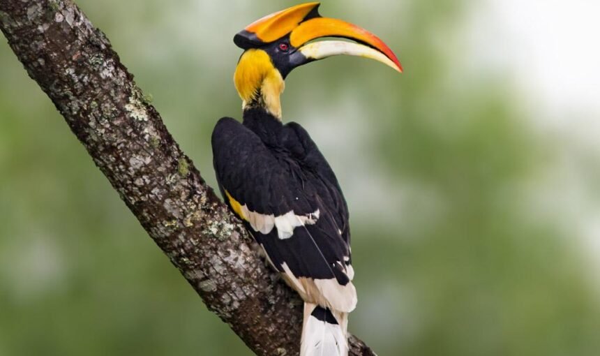 Discover Birdwatching in Bhutan: Top Destinations, Best Time & Travel Tips