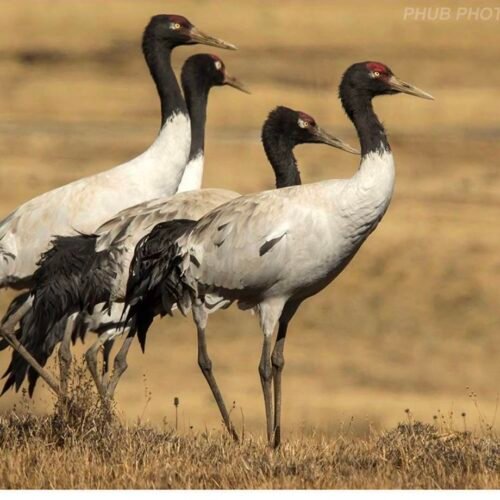 Black-necked Crane Tour